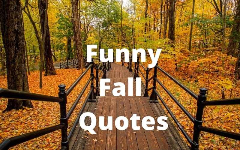 Read more about the article 50 Best Funny Fall Quotes